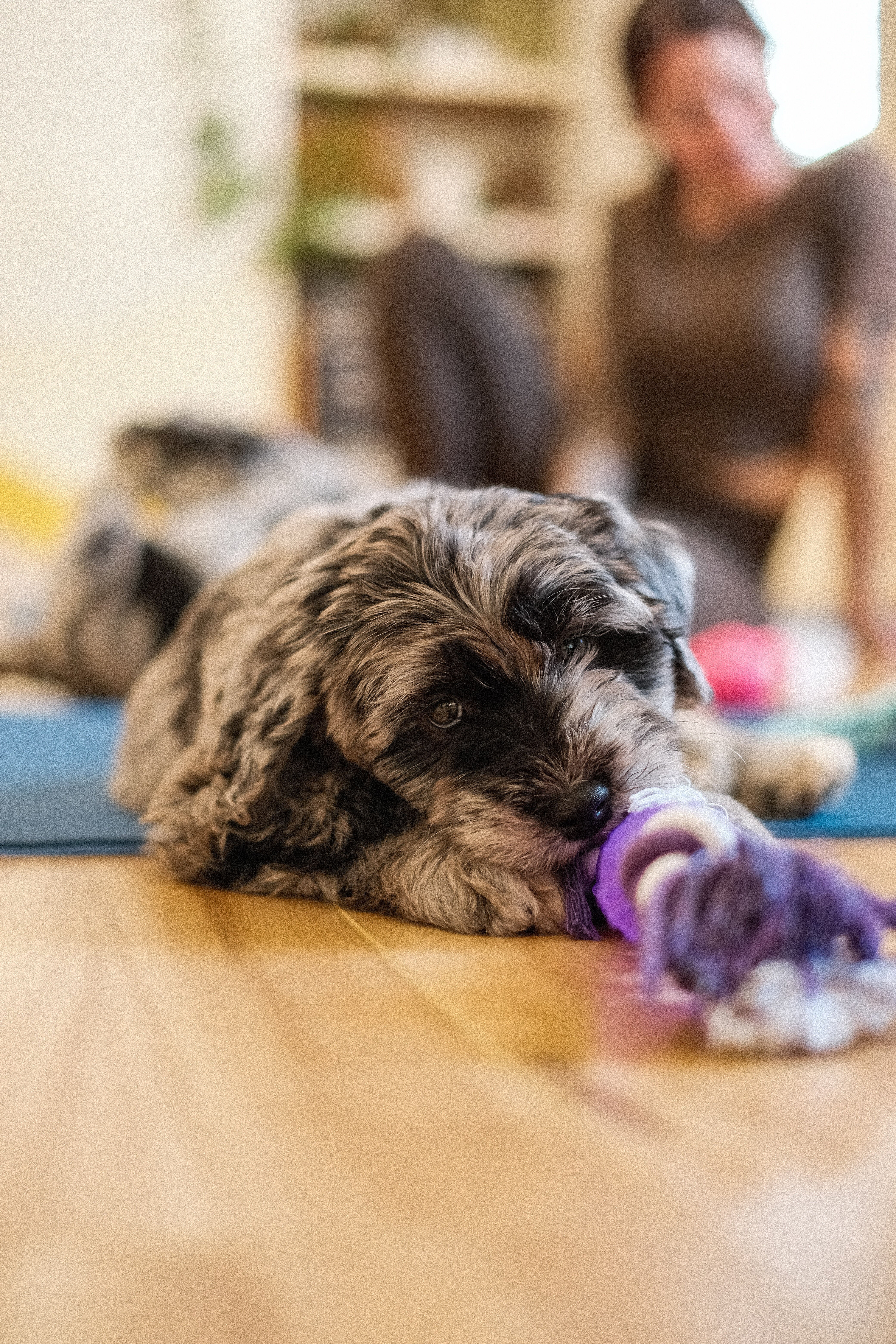 🐶 Bergamasco Puppy Yoga at Our Bowden Home Spot